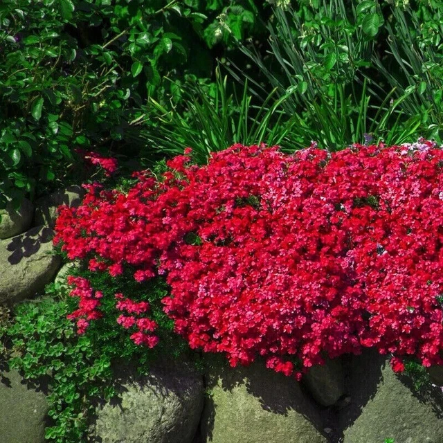 ROCK CRESS CASCADE RED - 300 SEEDS - Aubrieta cultorum hybrida - ROCKERY FLOWER