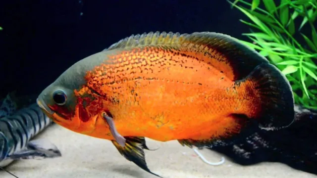 Red Oscar (Astronotus ocellatus) - Live Freshwater Fish