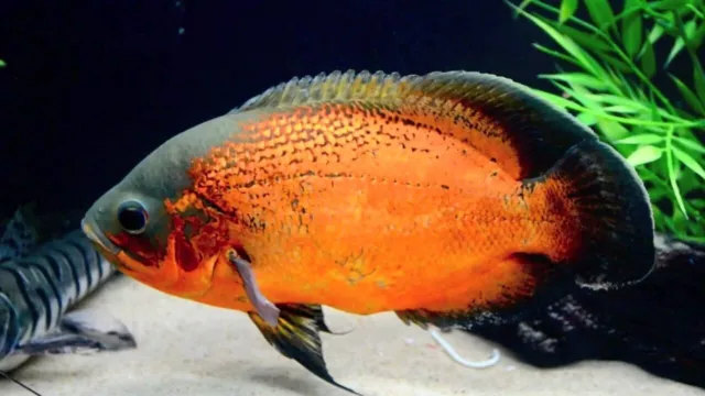Red Oscar (Astronotus ocellatus) - Live Freshwater Fish