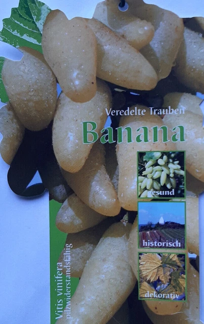 Vitis vinifera Banana Weinrebe Tafeltraube Wein Weintraube Winzersorte 3