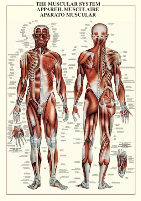 THE MUSCULAR SYSTEM Human Body Anatomy HUGE Wall Chart Reference 27x39 POSTER