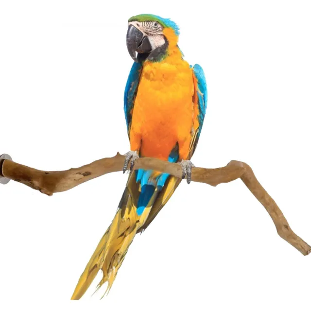 Vogelstange Natürliche Weinreben-Vogelkäfig-Barsch für Papageienkäfig-Spielzeug