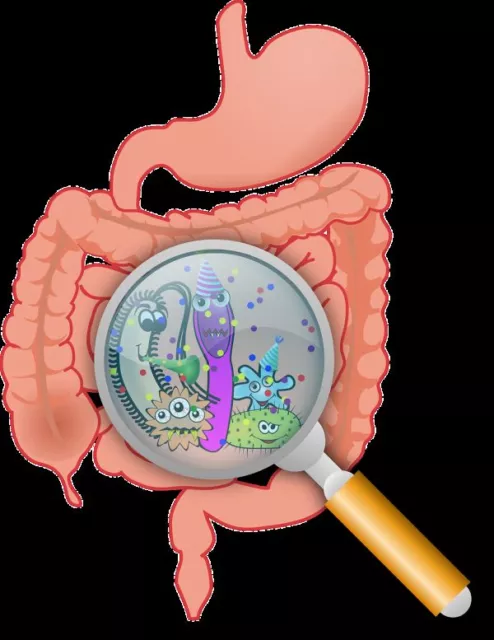 Lactobacillus acidophilus - probiotischer Komplex 40 Milliarden KBE - entzündlich 2B 3