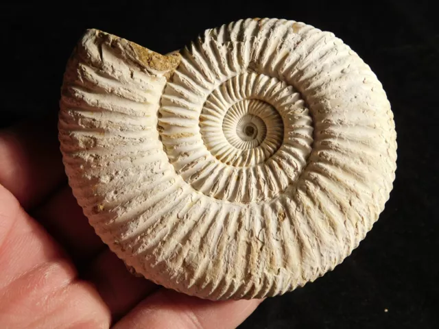 Big! 100% Natural WHITE Ribbed AMMONITE Fossil Madagascar 133gr