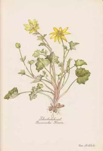 Ranunculus ficaria Scharbockskraut Farbdruck von 1954