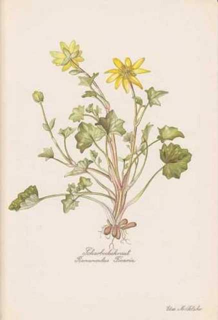 Ranunculus ficaria Scharbockskraut Farbdruck von 1954