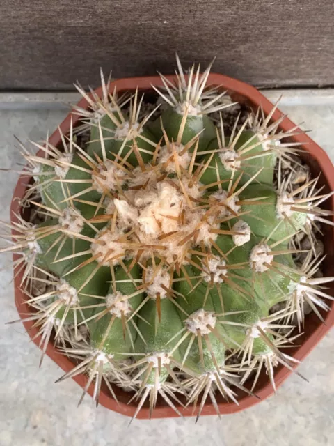 Copiapoa Cinerascens Own Roots Pot 12Cm D9Cm Hcm