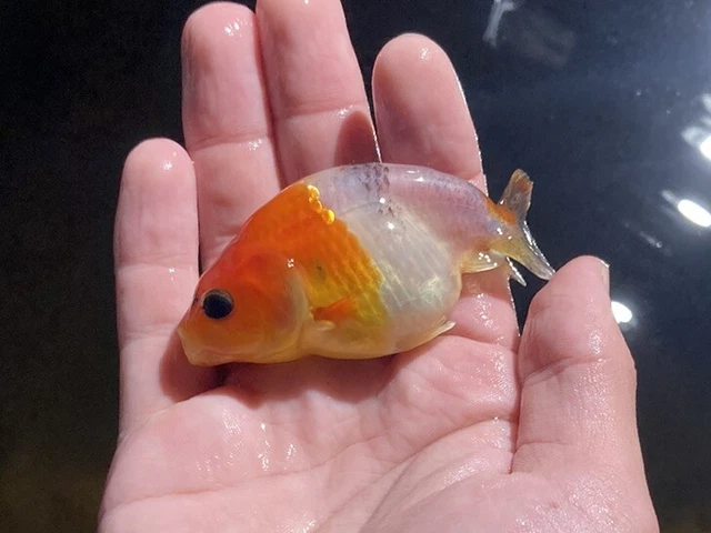 Ranchu Live Goldfish Kirin/Sakura X1 (high Quality) XL