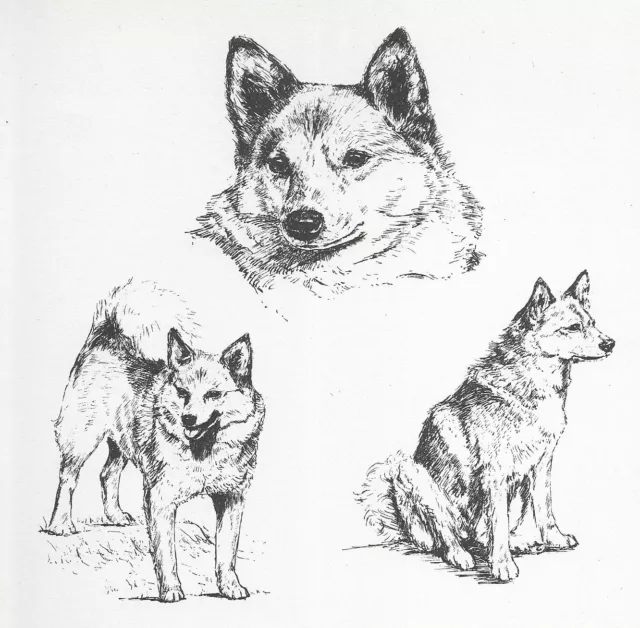 Finnish Spitz - CUSTOM MATTED - 1963 Vintage Dog Art Print * Finnish Spitz - CUSTOM MATTED - 1963 Vintage Dog Art Print *
