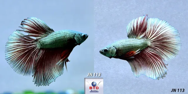 Live Betta Fish JN113 Male Fancy Red Copper HM Premium Grade from Thailand