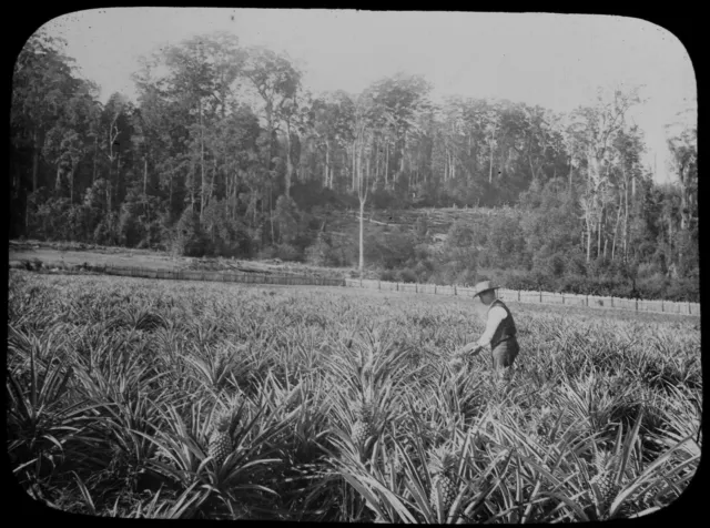 ANTIQUE Magic Lantern Slide PINEAPPLE PLANTATION WOOMBYE C1910 PHOTO AUSTRALIA