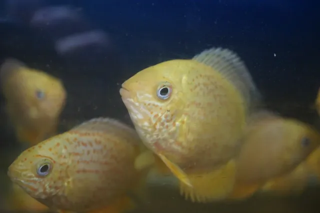 Red Spotted Severum *SALE* 3