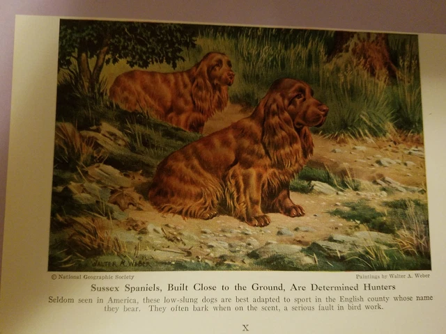 Walter A. Weber SUSSEX SPANIEL from bookplate 1947 National Geographic Magazine