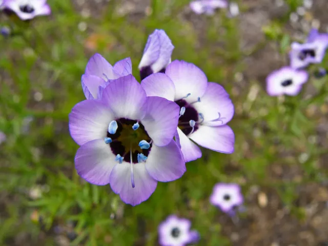 Vogeläuglein - 50+ Samen - Seeds - Gilia tricolor - Schokoladenduft Z 014