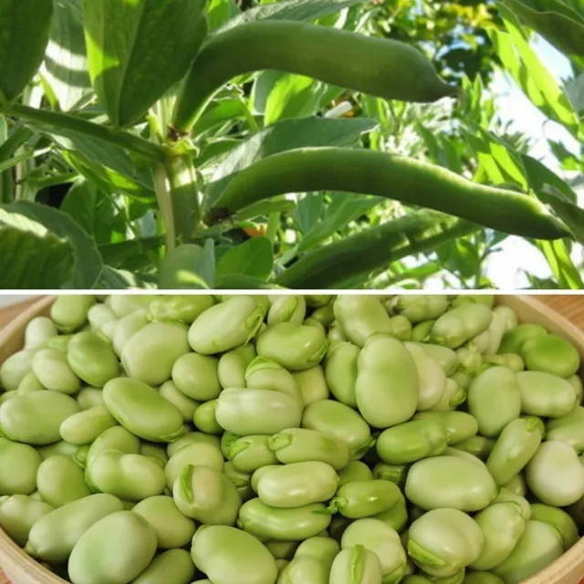 Broad Bean (Vicia Faba) De Monica (15 Seeds)