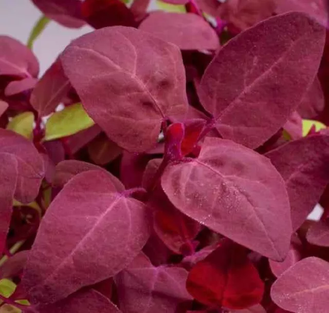 80 graines d' ARROCHE ROUGE (Atriplex Hortensis Rubra)H822 RED ORACH Seeds