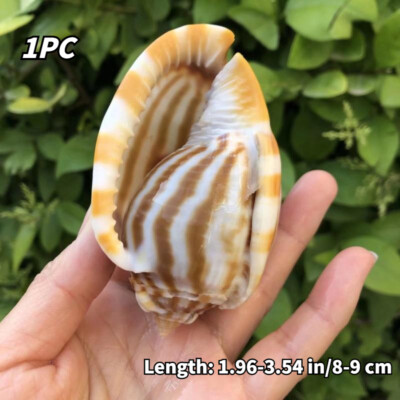 5-9CM Naturel Mer Snail Coque Conque Coquillages Hermit Crabe Plantes 