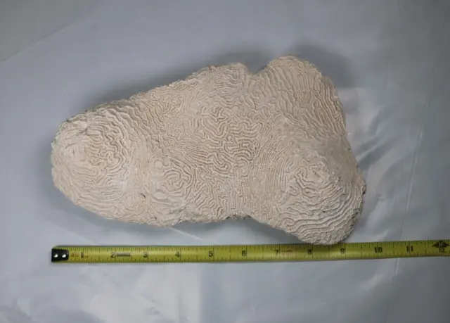 Beautiful Large Real Natural Brain Coral 9”x6”x3”,  2 3/4 Pounds