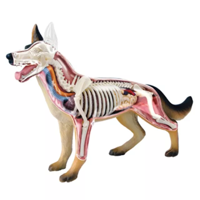 Tierorgan Anatomie Modell 4D Hundeintelligenz Zusammenbau Spielzeug Unterri2671