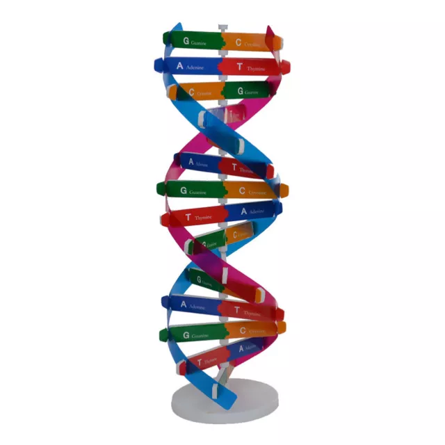 Modelos de ADN Aula Ciencia Juguetes de ADN Modelo de ADN Decoración Ciencia Experimento Herramientas