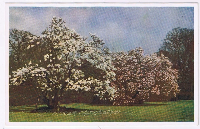 Postcard Royal Botanic Gardens Kew The Magnolia Garden London England UK