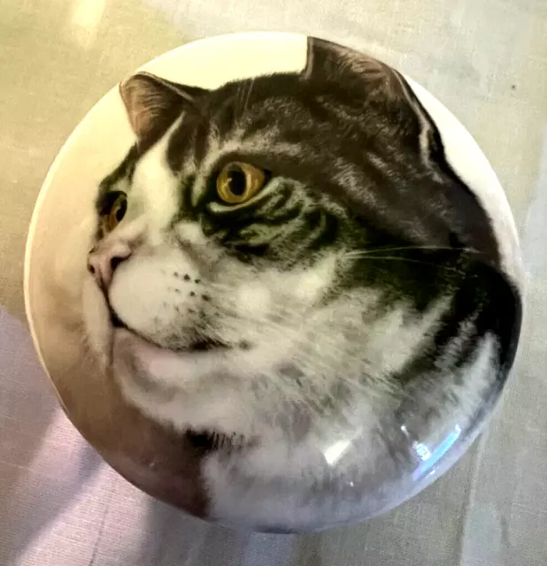 Newhall Staffordshire Bone China England Kitty Cat Trinket Box, FAST SHIPPING