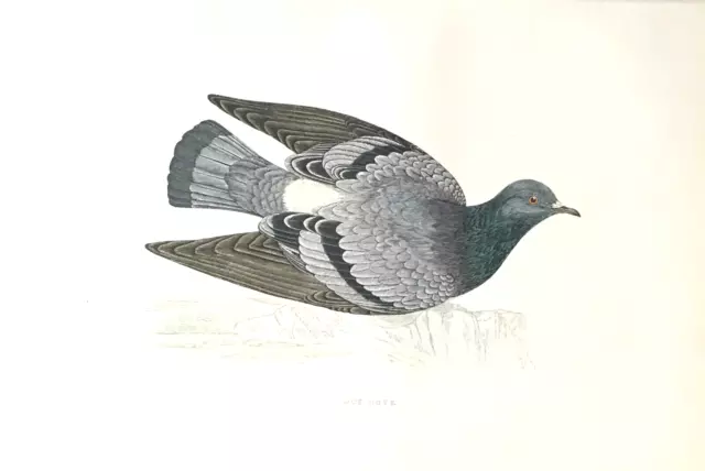 F. O. MORRIS - 3rd EDITION - c. 1891 - ROCK DOVE - 190 - HANDCOLORED