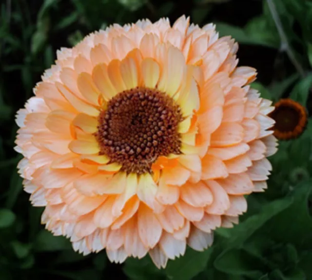 15 graines SOUCI ABRICOT(Calendula Officinalis)X271 APRICOT POT MARIGOLD SEEDS