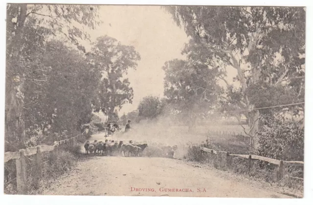 Droving Gumeracha OLD POSTCARD Adelaide Hills SOUTH AUSTRALIA 1907