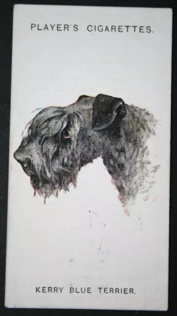 KERRY BLUE TERRIER  Vintage 1929 Dog Portrait Card  WC14M