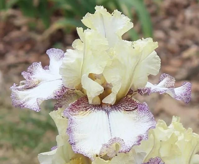 Tall Bearded Iris - "Pepperjack"