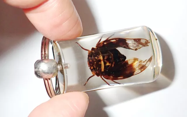 INSECT ACRYLIC KEY Ring Grass Cicada Specimen Amber Clear SK10A $11.99 ...