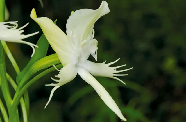 Bulb Pecteilis susannae Terrestrial Orchid plant + PHYTO certificate