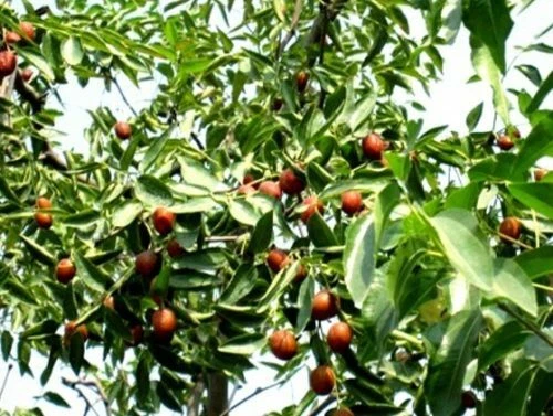 2 Winterharte Feigenbäume – Schnellwüchsig, Exotisch, Für Garten Oder Kübel