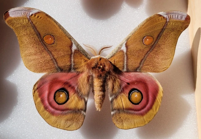 Antherina suraka male A1 very rare 116mm