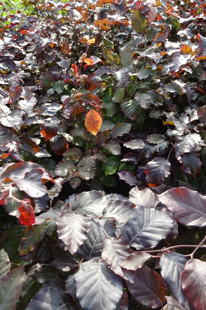 25 Rotbuchen 80-120cm - Heimische Heckenpflanzen Für Sichtschutz & Garten