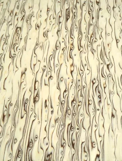 Chapa de abedul máser abedul máser SaRaiFo burl wild 250x31-32cm