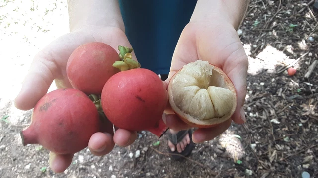 BUY 4 Tropical Seedlings GET 1 FREE! Fruit Trees! Best deal yet!!