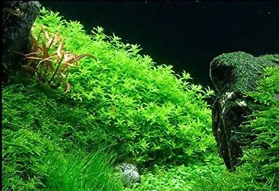 3 Stems Pearl Weed live aquarium plants  Extremely beautiful Free S/H