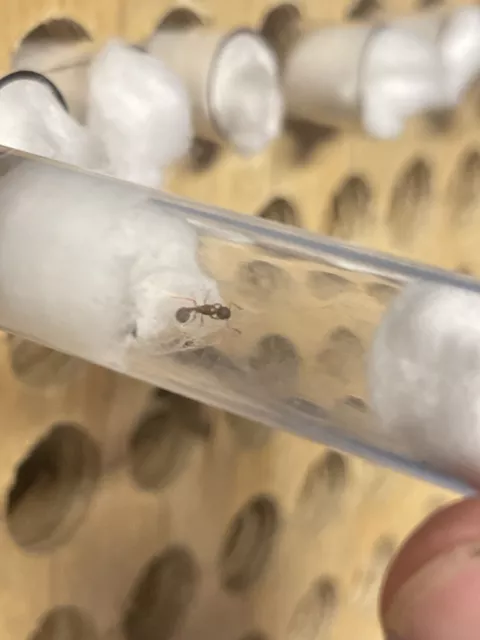 Queen ant (reptile feeder insects) Myrmica Incompleta