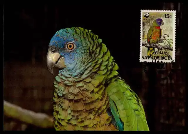 ST. LUCIA MK VÖGEL PARROT BLAUSTIRNAMAZONE MAXIMUMKARTE MAXIMUM CARD MC CM m876