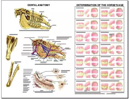 Equine Dental Anatomy Wall Chart #3 LFA  #2538 Horse