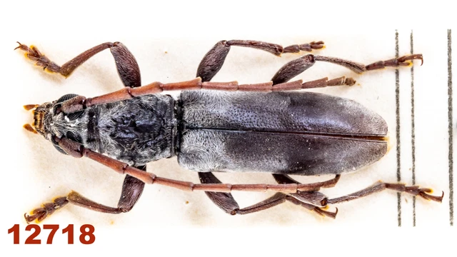 Cerambycidae sp.  A1, 12 mm, Mounted, 1 pc