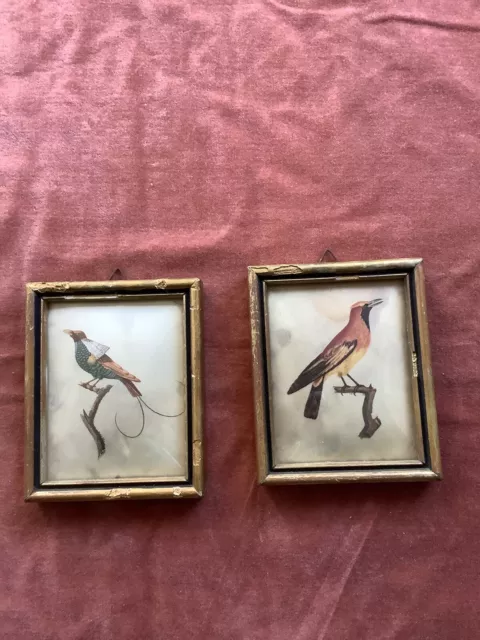 2 Cadres Oiseaux Vintage
