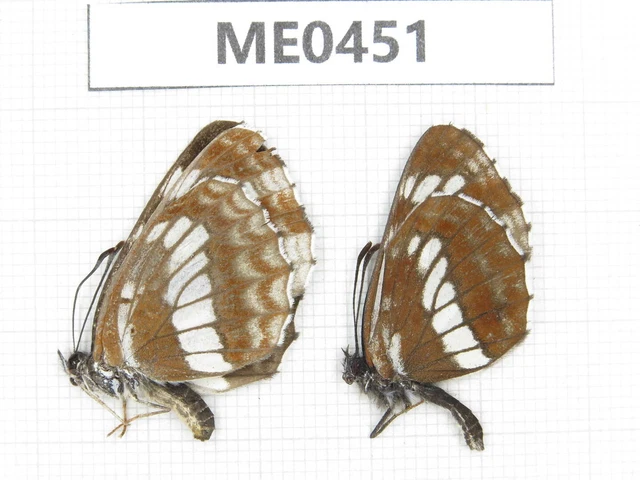 Butterfly. Neptis hylas. Gansu, Lanzhou, Mt.Xinglongshan. 1P. ME0451.