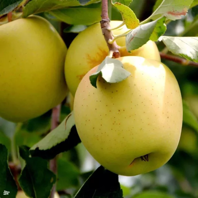 Dwarf Patio Golden Delicious Apple Fruit Tree 3-4ft in a 5 Litre Pot