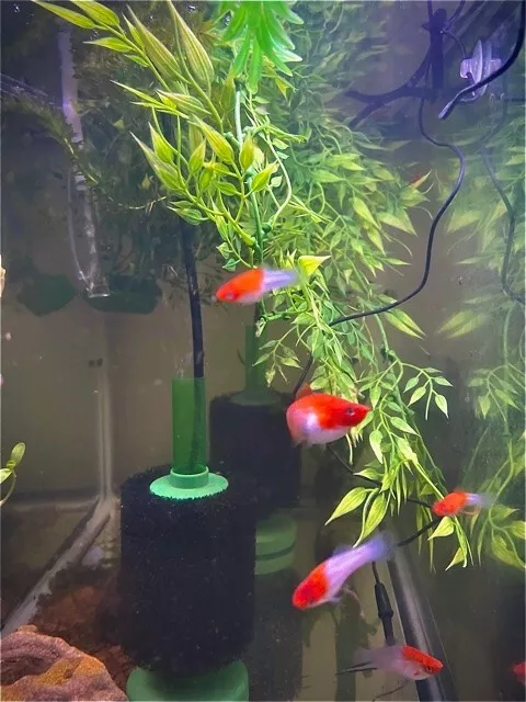 Koi Swordtail 5 unsexed juveniles - USA Bred!