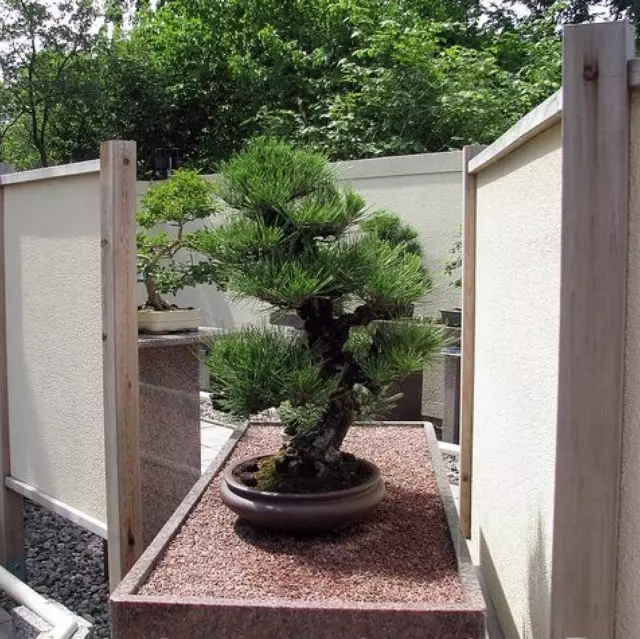 Pinus Thunbergii, Japanese Black Pine, Black Pine, Bonsai, 20 Fresh Seeds
