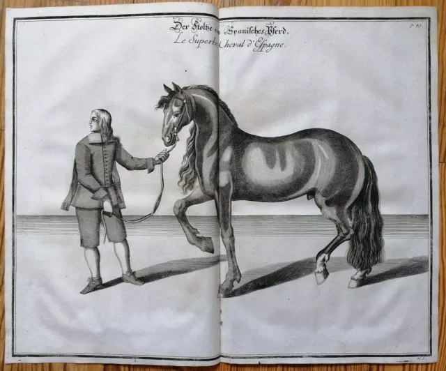 Cavendish Pferde Reiten Reitschule Kupferstich Spanisches Pferd - 1700