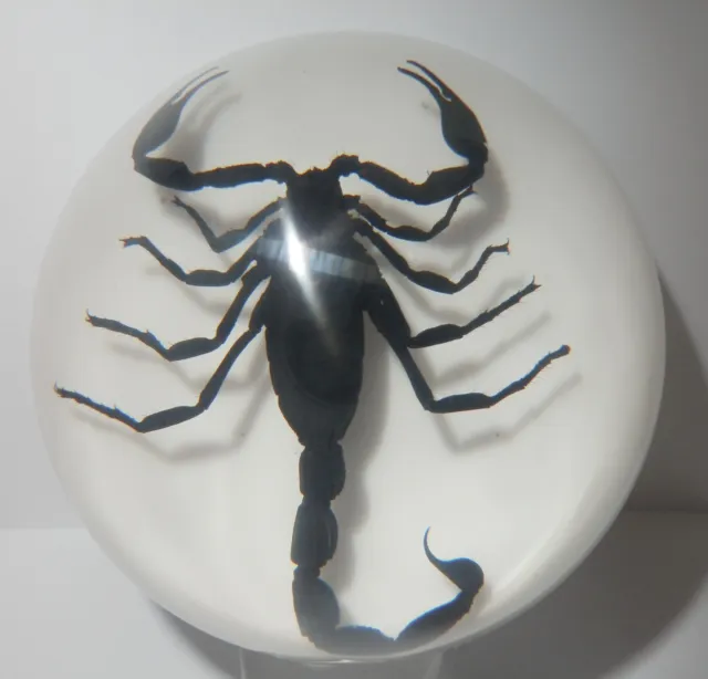 Black Scorpion in 67 mm Resin Dome Paperweight on White Bottom DP67W